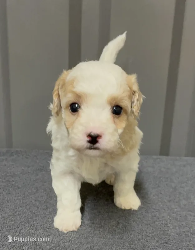 Male 2 – Maltipoo puppy for sale in Ville Platte, LA
