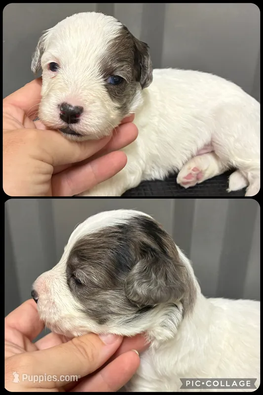 Blue Merle parti – Maltipoo puppy for sale in Ville Platte, LA