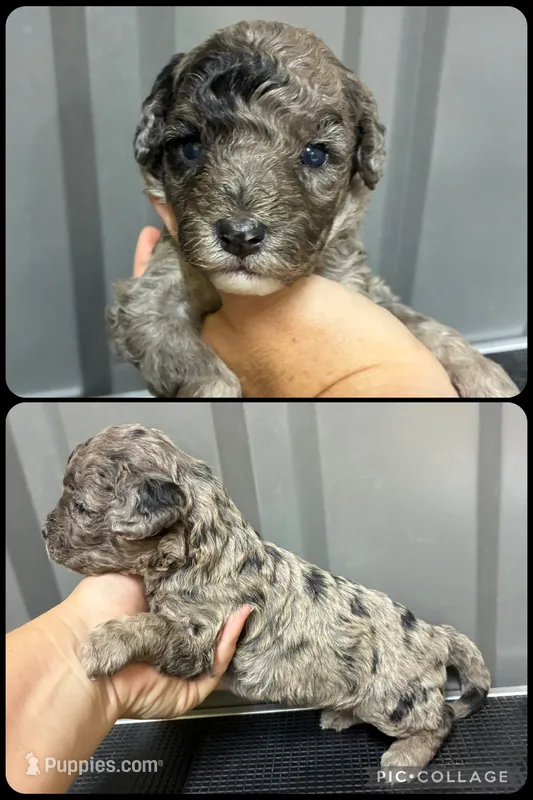 Blue Merle  – Maltipoo puppy for sale in Ville Platte, LA