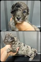 Blue Merle , a male Maltipoo for sale in Ville Platte, LA – 2 of 6