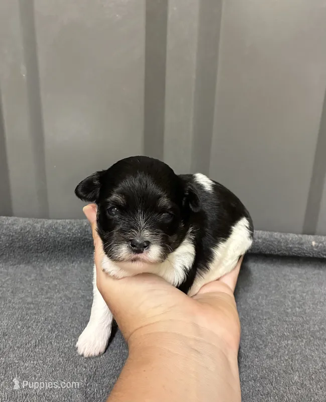 Female 1  – Shihpoo puppy for sale in Ville Platte, LA