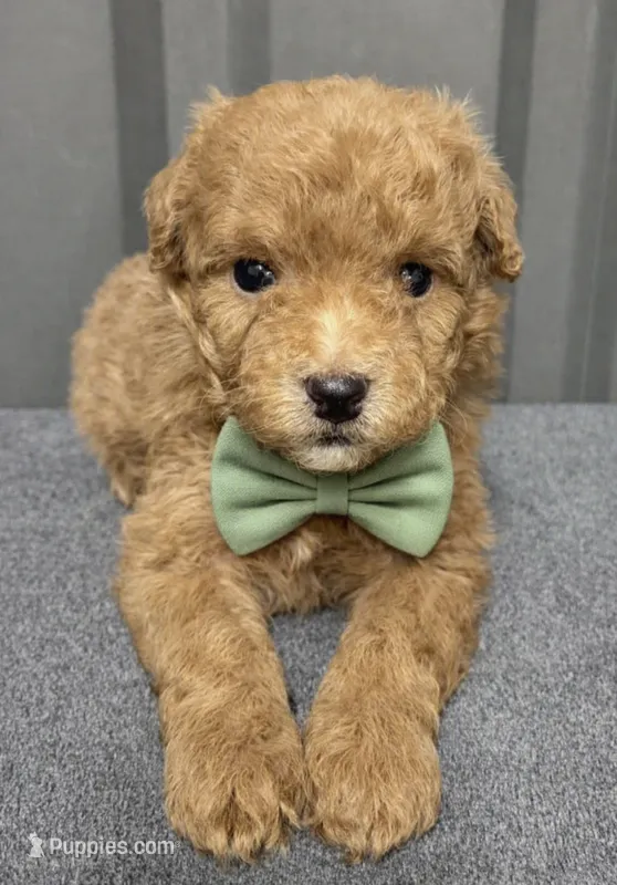 Male 1 – Maltipoo puppy for sale in Ville Platte, LA