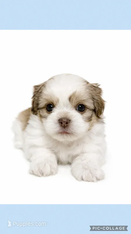 Light blue – Mal Shi puppy for sale in Ville Platte, LA