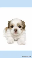 Light blue, a male Mal Shi for sale in Ville Platte, LA – 1 of 4