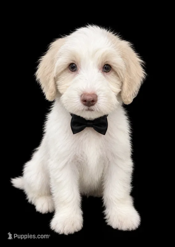 Male 4 – Maltipoo puppy for sale in Ville Platte, LA
