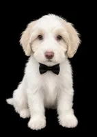 Male 4, a male Maltipoo for sale in Ville Platte, LA – 1 of 4