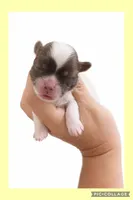Light yellow, a female Mal Shi for sale in Ville Platte, LA – 1 of 1