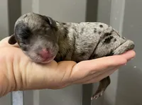Blue Merle , a male Maltipoo for sale in Ville Platte, LA – 3 of 4