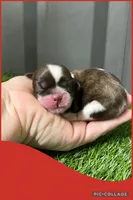 Female red 1, a female Shih Tzu for sale in Ville Platte, LA – Photo 3 of 3