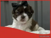 Female red 1, a female Shih Tzu for sale in Ville Platte, LA – Photo 2 of 3