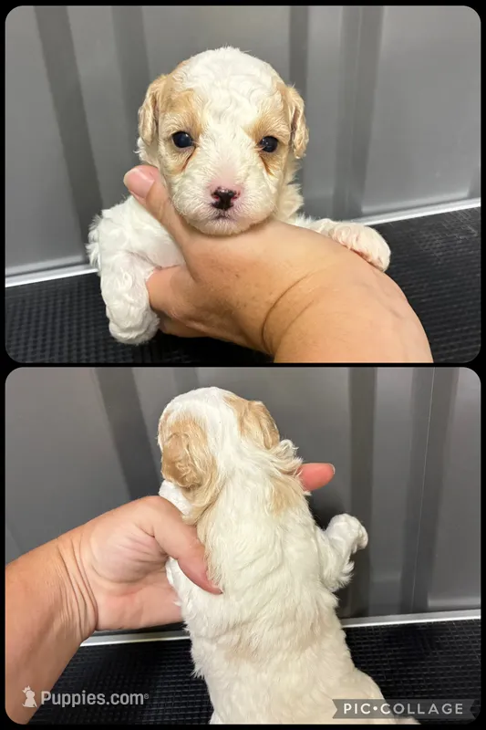 Male 2 – Maltipoo puppy for sale in Ville Platte, LA
