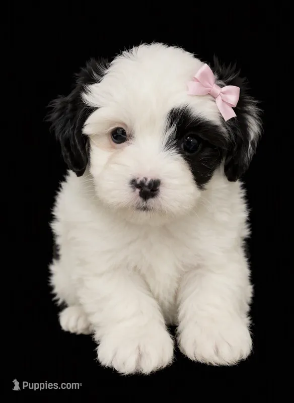 Female 2 – Shihpoo puppy for sale in Ville Platte, LA