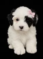 Female 2, a female Shihpoo for sale in Ville Platte, LA – 1 of 4