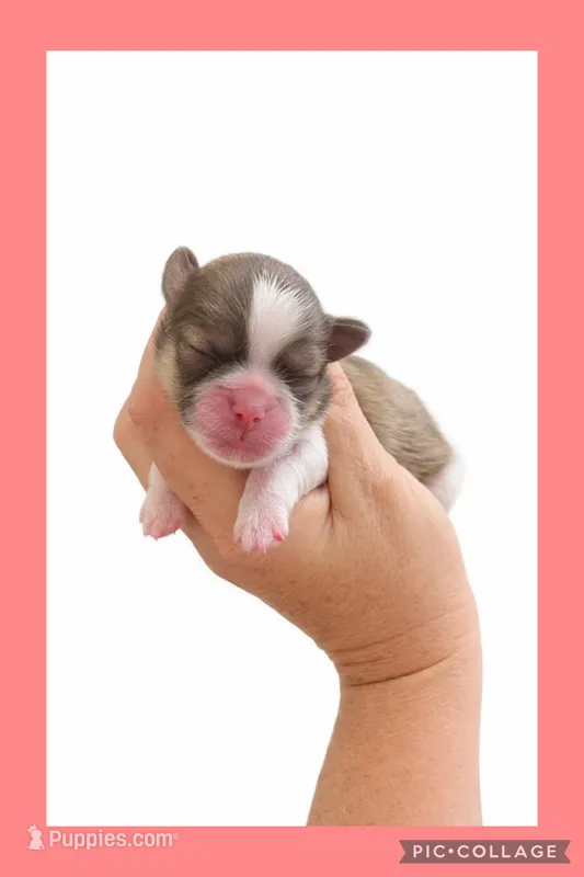 Light red – Mal Shi puppy for sale in Ville Platte, LA