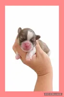 Light red, a female Mal Shi for sale in Ville Platte, LA – 1 of 1