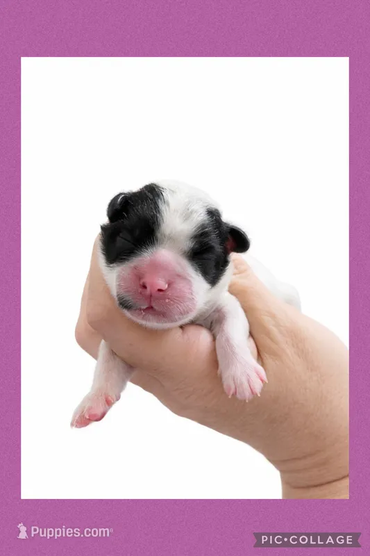 Female purple  – Mal Shi puppy for sale in Ville Platte, LA