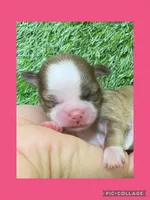 Female pink, a female Mal Shi for sale in Ville Platte, LA – Photo 2 of 3