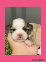 Female pink, a female Mal Shi for sale in Ville Platte, LA – Photo 3 of 3