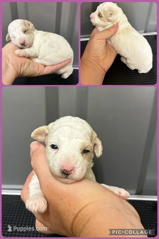 Female purple – Poodle - Toy  puppy for sale in Ville Platte, LA