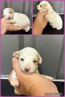 Female purple, a female Poodle - Toy  for sale in Ville Platte, LA – 1 of 4