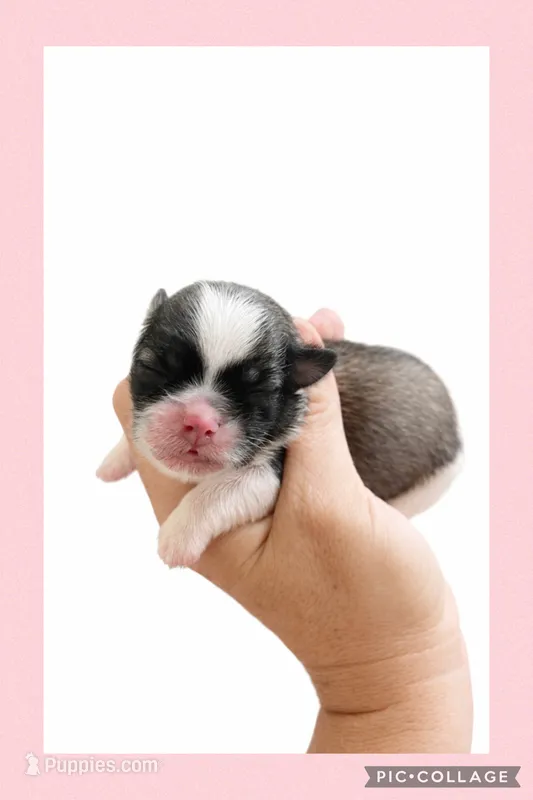 Light pink – Mal Shi puppy for sale in Ville Platte, LA