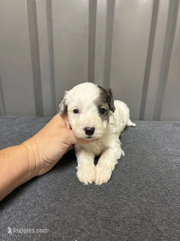 Blue Merle parti – Maltipoo puppy for sale in Ville Platte, LA
