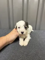 Blue Merle parti, a male Maltipoo for sale in Ville Platte, LA – 4 of 9