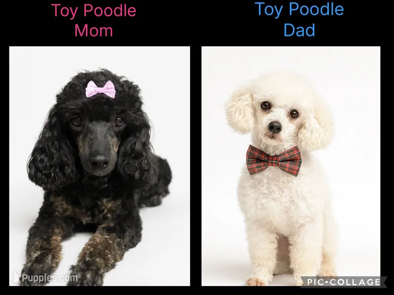 Toy poodle – Poodle - Toy  puppy for sale in Ville Platte, LA