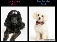 Toy poodle, a  Poodle - Toy  for sale in Ville Platte, LA – 1 of 1