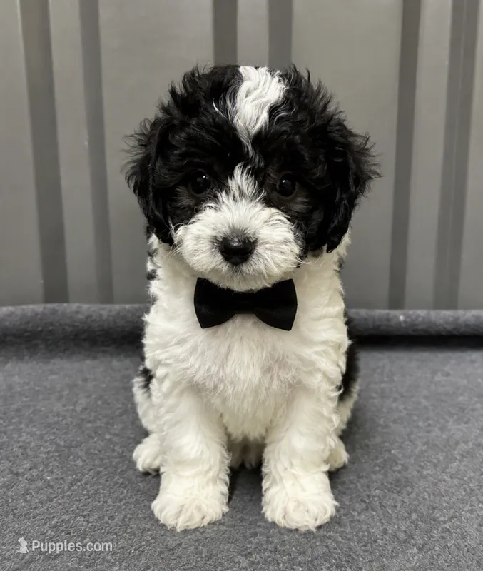 Male   1 blue – Poodle - Toy  puppy for sale in Ville Platte, LA