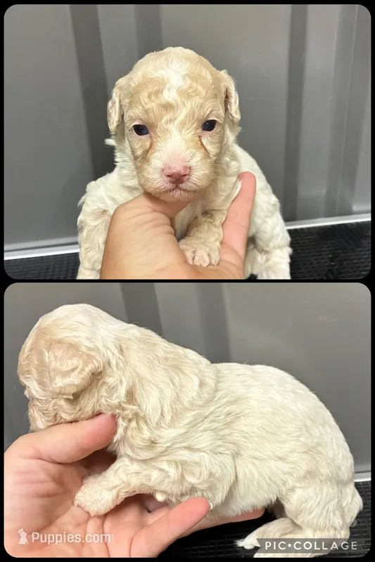 Male 3 – Maltipoo puppy for sale in Ville Platte, LA