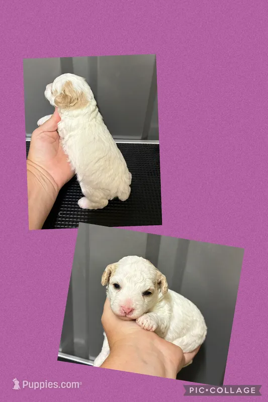 Female purple – Poodle - Toy  puppy for sale in Ville Platte, LA