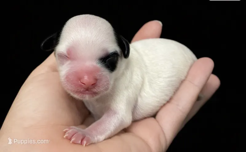 Female 2 – Shihpoo puppy for sale in Ville Platte, LA