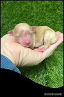 Male black, a male Maltipoo for sale in Ville Platte, LA – Photo 4 of 4