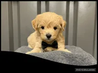 Male black, a male Maltipoo for sale in Ville Platte, LA – Photo 1 of 4