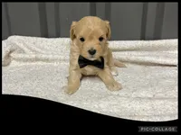 Male black, a male Maltipoo for sale in Ville Platte, LA – Photo 2 of 4