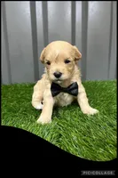 Male black, a male Maltipoo for sale in Ville Platte, LA – Photo 3 of 4