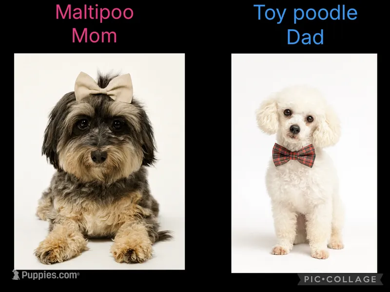 F1B Maltipoo  – Maltipoo puppy for sale in Ville Platte, LA