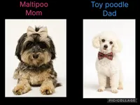 F1B Maltipoo , a  Maltipoo for sale in Ville Platte, LA – 1 of 1