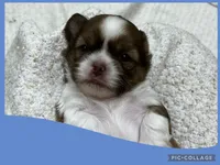 Male blue 1, a male Shih Tzu for sale in Ville Platte, LA – Photo 2 of 3