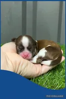 Male blue 1, a male Shih Tzu for sale in Ville Platte, LA – Photo 3 of 3