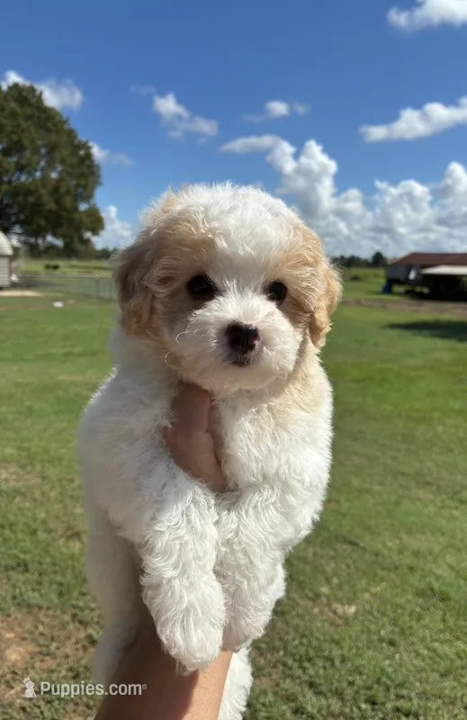 Male 2 – Maltipoo puppy for sale in Ville Platte, LA