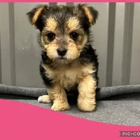 Female pink, a female Morkie for sale in Ville Platte, LA – Photo 1 of 4