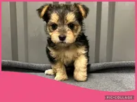 Female pink, a female Morkie for sale in Ville Platte, LA – Photo 1 of 4