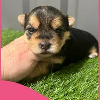 Female pink, a female Morkie for sale in Ville Platte, LA – Photo 3 of 4