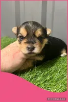 Female pink, a female Morkie for sale in Ville Platte, LA – Photo 3 of 4