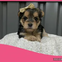 Female pink, a female Morkie for sale in Ville Platte, LA – Photo 2 of 4