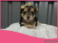 Female pink, a female Morkie for sale in Ville Platte, LA – Photo 2 of 4