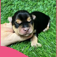 Female pink, a female Morkie for sale in Ville Platte, LA – Photo 4 of 4