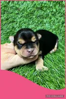 Female pink, a female Morkie for sale in Ville Platte, LA – Photo 4 of 4